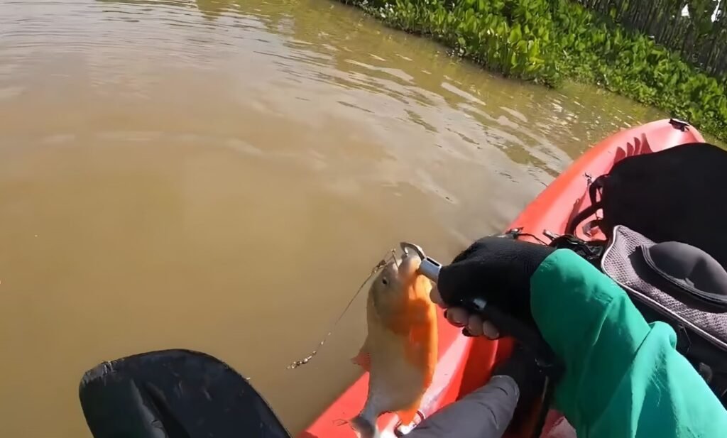 Equipamento para pesca de Piranhas em Tambopata