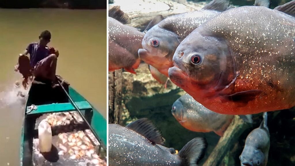 Sport Fishing for Piranhas in Puerto Maldonado