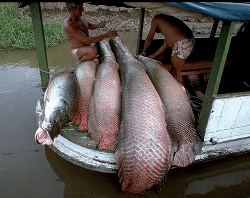 Paiche in Amazon Basin