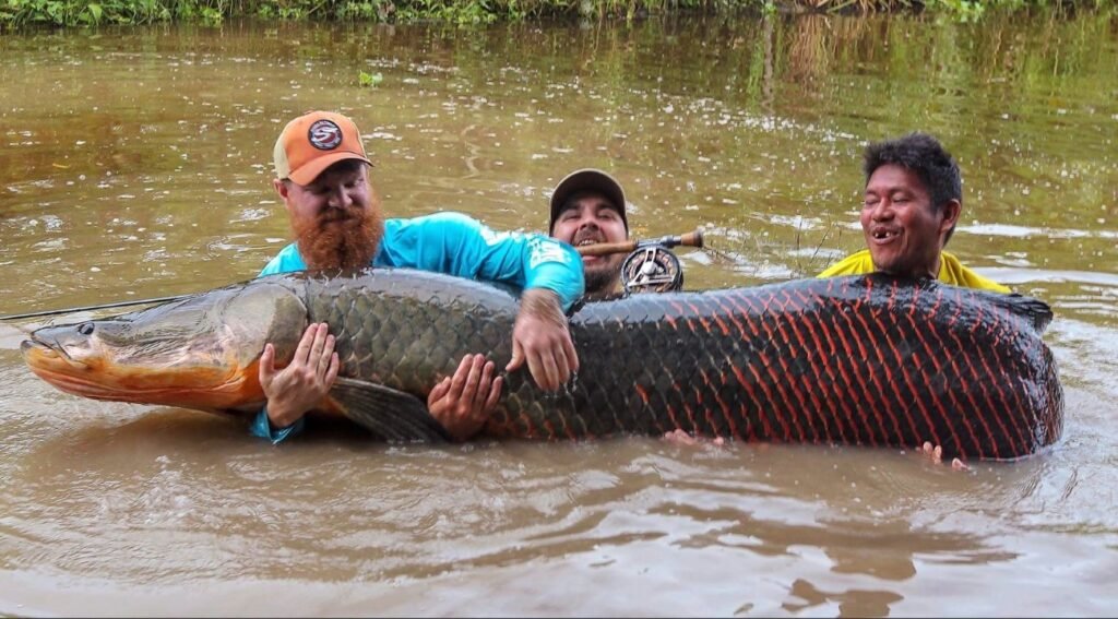 Paiche + in Colombia