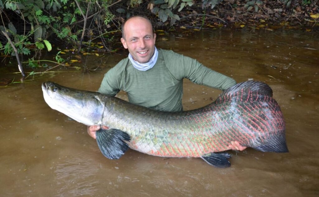 Paiche + in Colombia