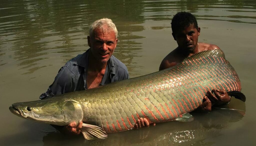 pesca deportiva del Arapaima gigas: Perú Bolivia Brasil