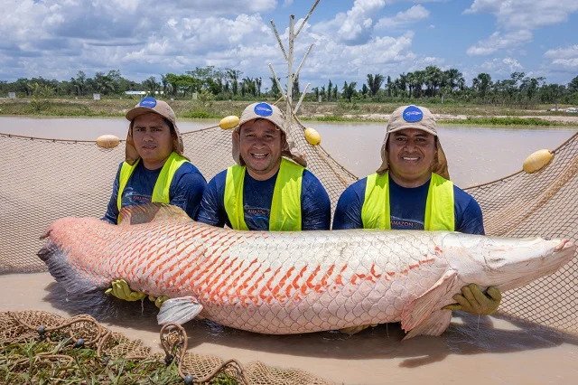 Paiche in Ecuador