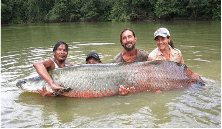 Paiche en Perú