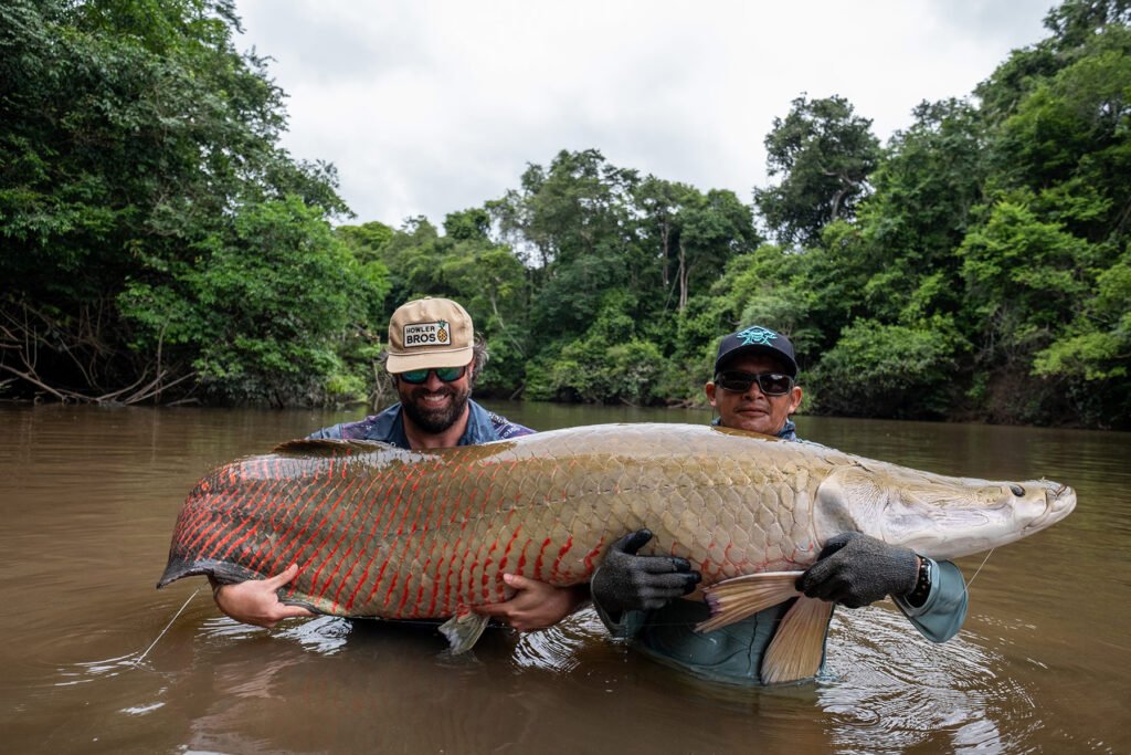 Paiche en Brasil