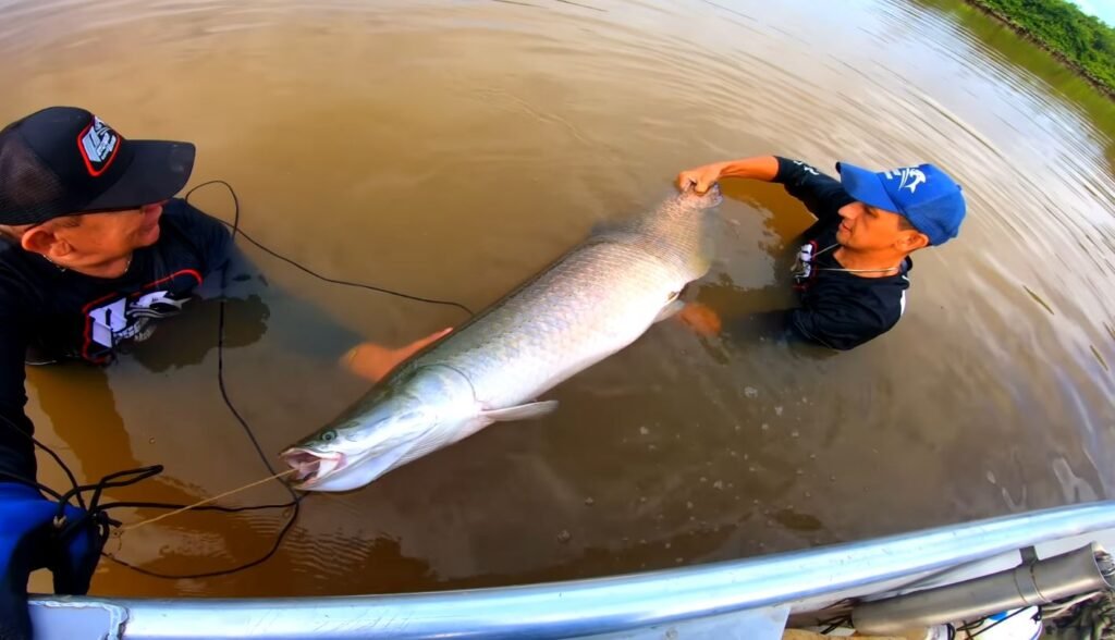 Paiche no Peru