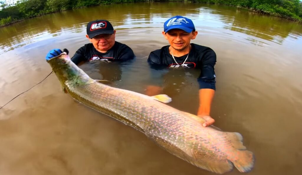 Pirarucu in Ecuador