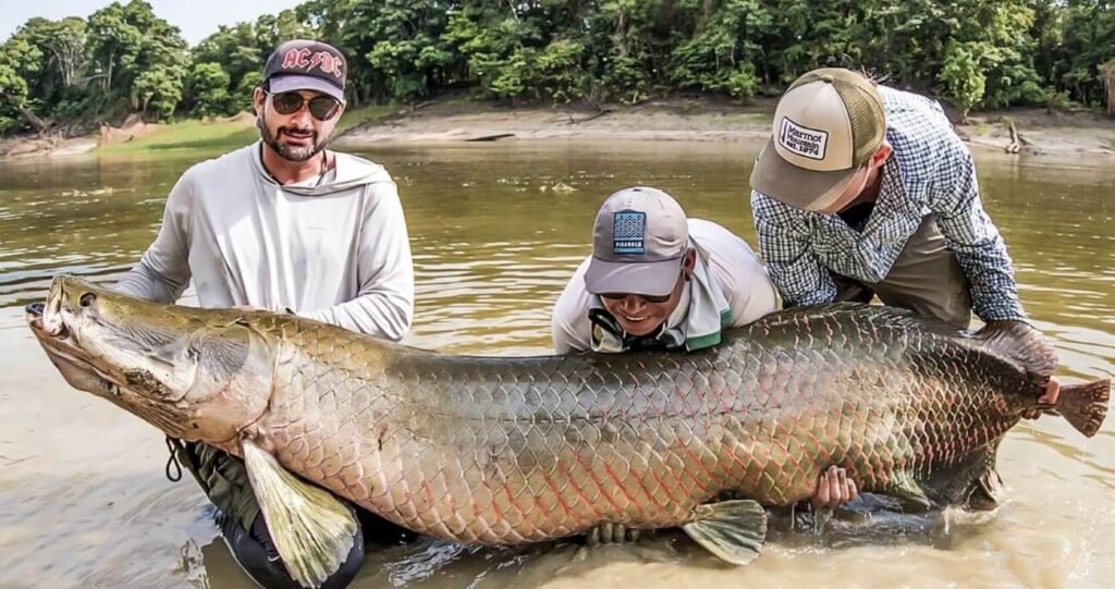 Pesca de Arapaima