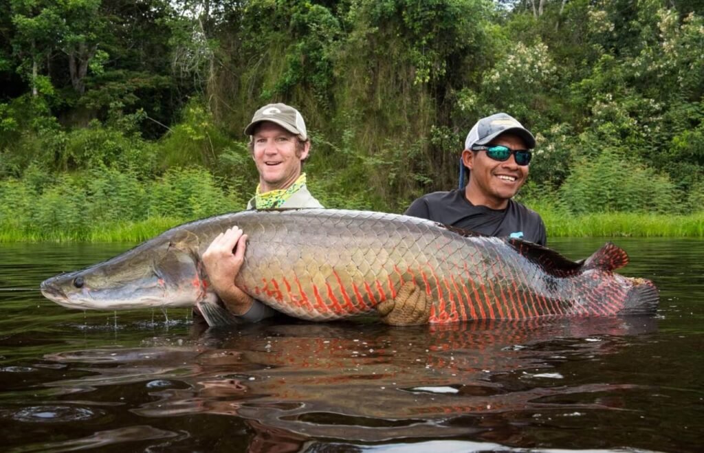 Arapaima in Loreto