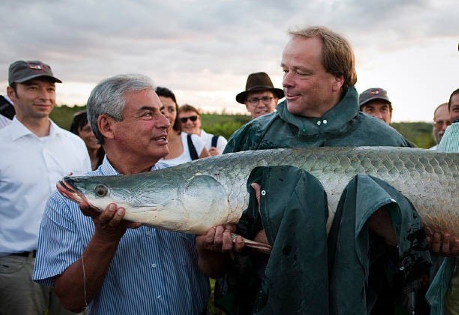 Pirarucú en Ecuador