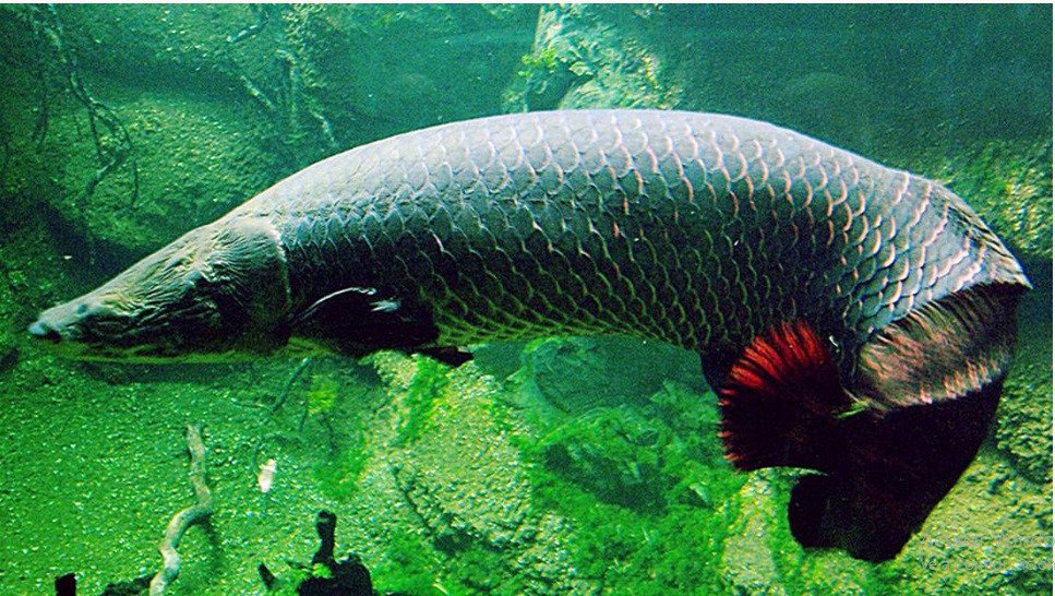 o arapaima