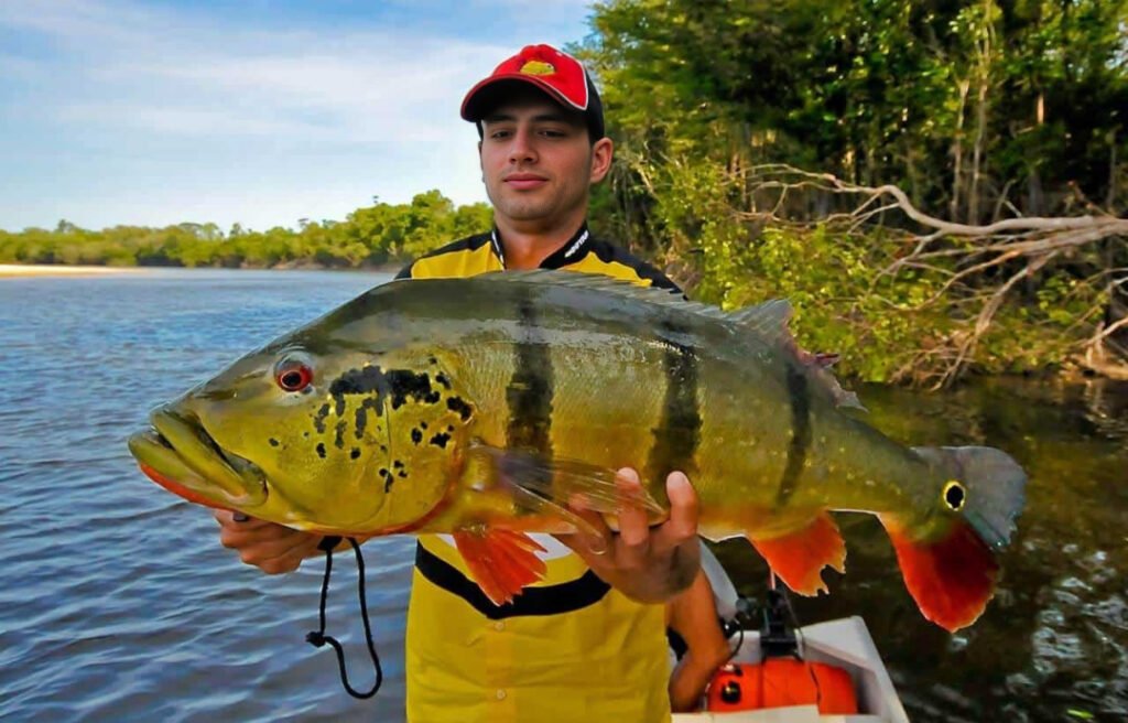 pesca experimental del Tucunaré Brasil