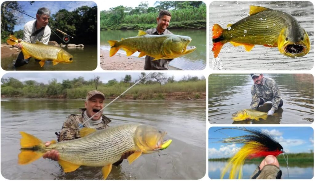 mejor temporada de pesca dorado