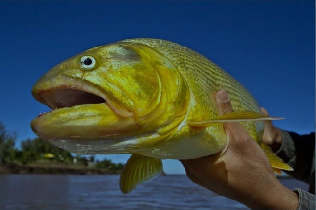 best time dorado fishing