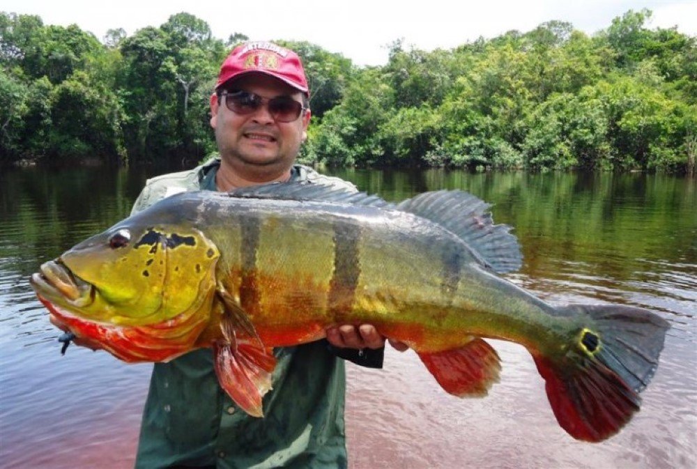 Peacock Bass Fly Fishing in Colombia