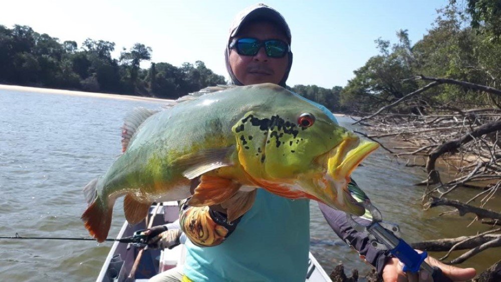 Sport Fishing for Peacock Bass in Colombia 