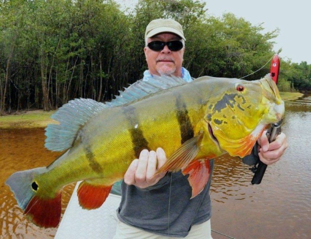 Peacock Bass Fly Fishing in Colombia